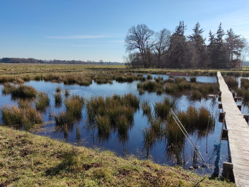 world water day, a wetland in Germany